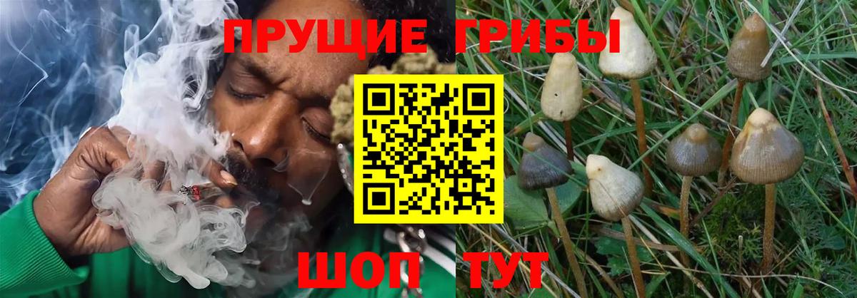 Галлюциногенные грибы прущие грибы Асино